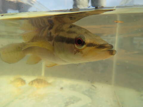 Image of Pike cichlid