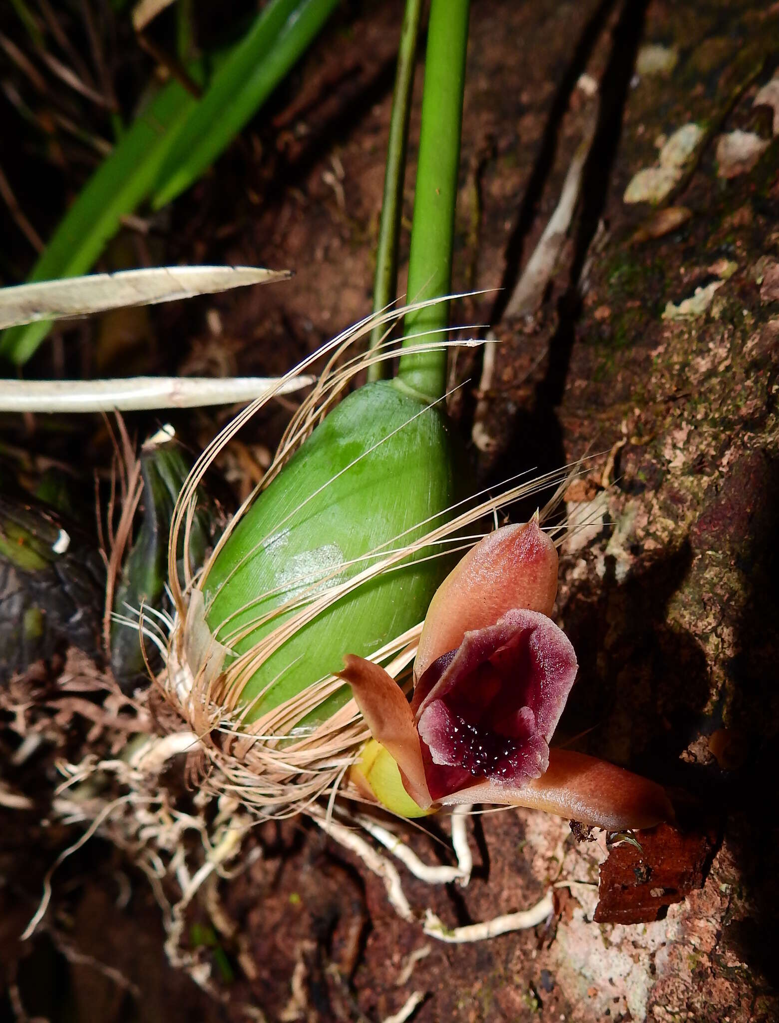 Image of Maxillaria desvauxiana Rchb. fil.