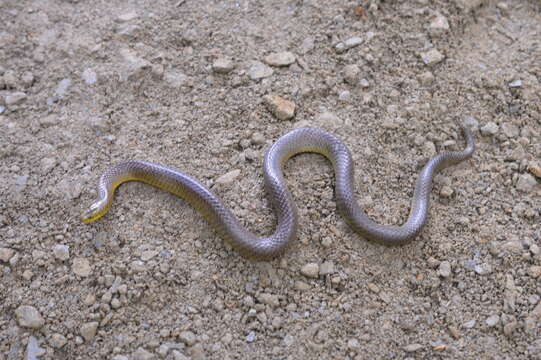 Image of Parker's Ground Snake