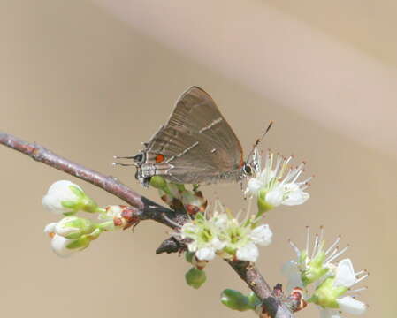 Image of White-M Hairstreak