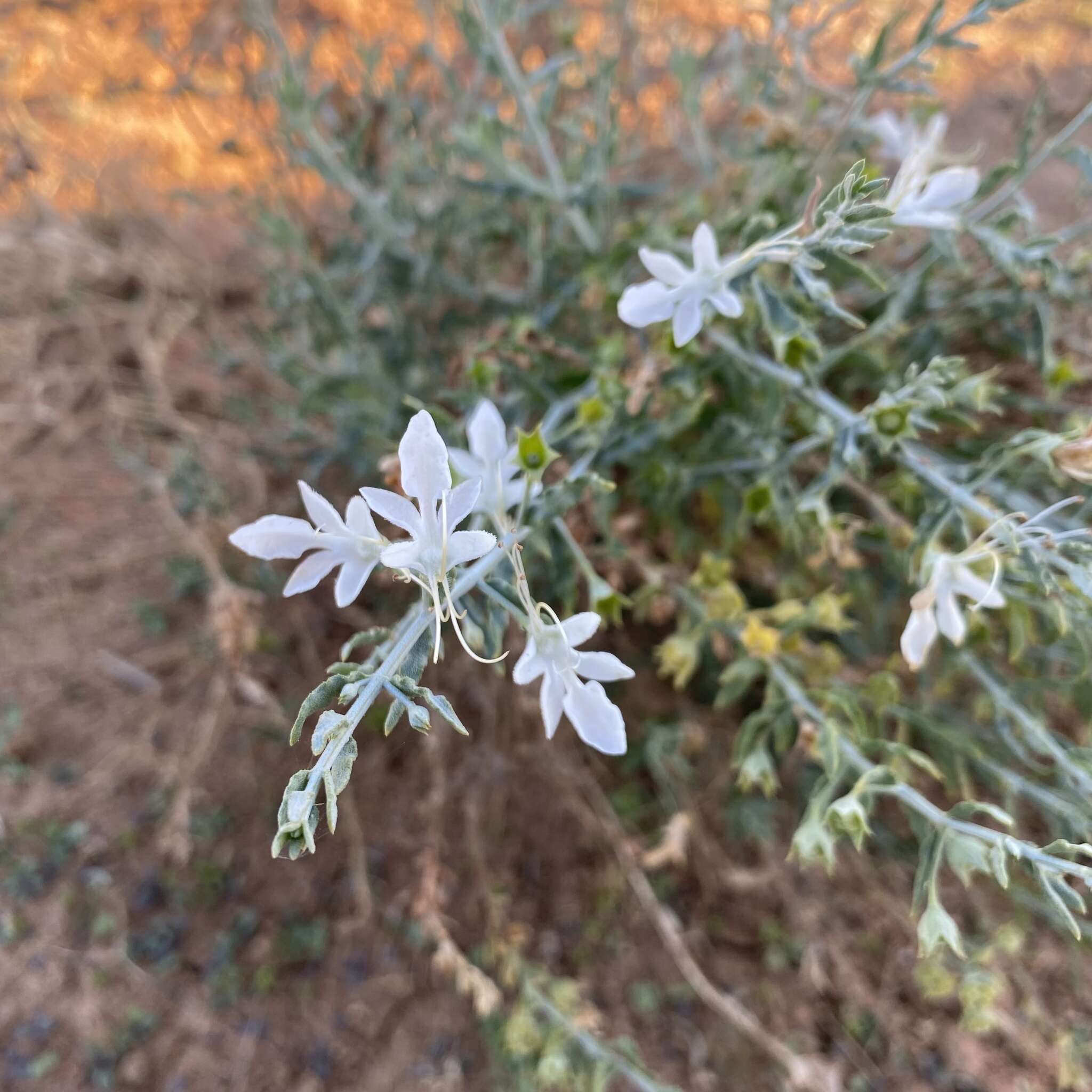 Image of Teucrium racemosum R. Br.