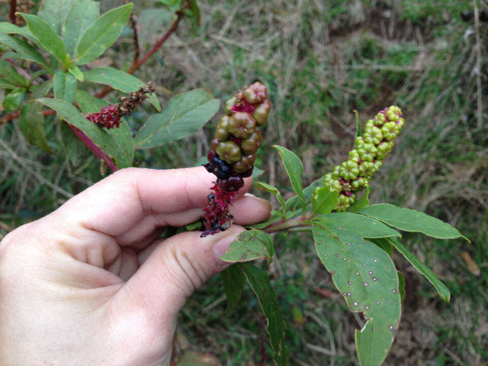 Image of Phytolacca octandra L.