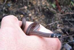 Image of Black-headed Snake (equatoriana