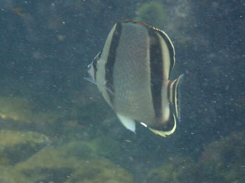 Image of Threebanded butterflyfish