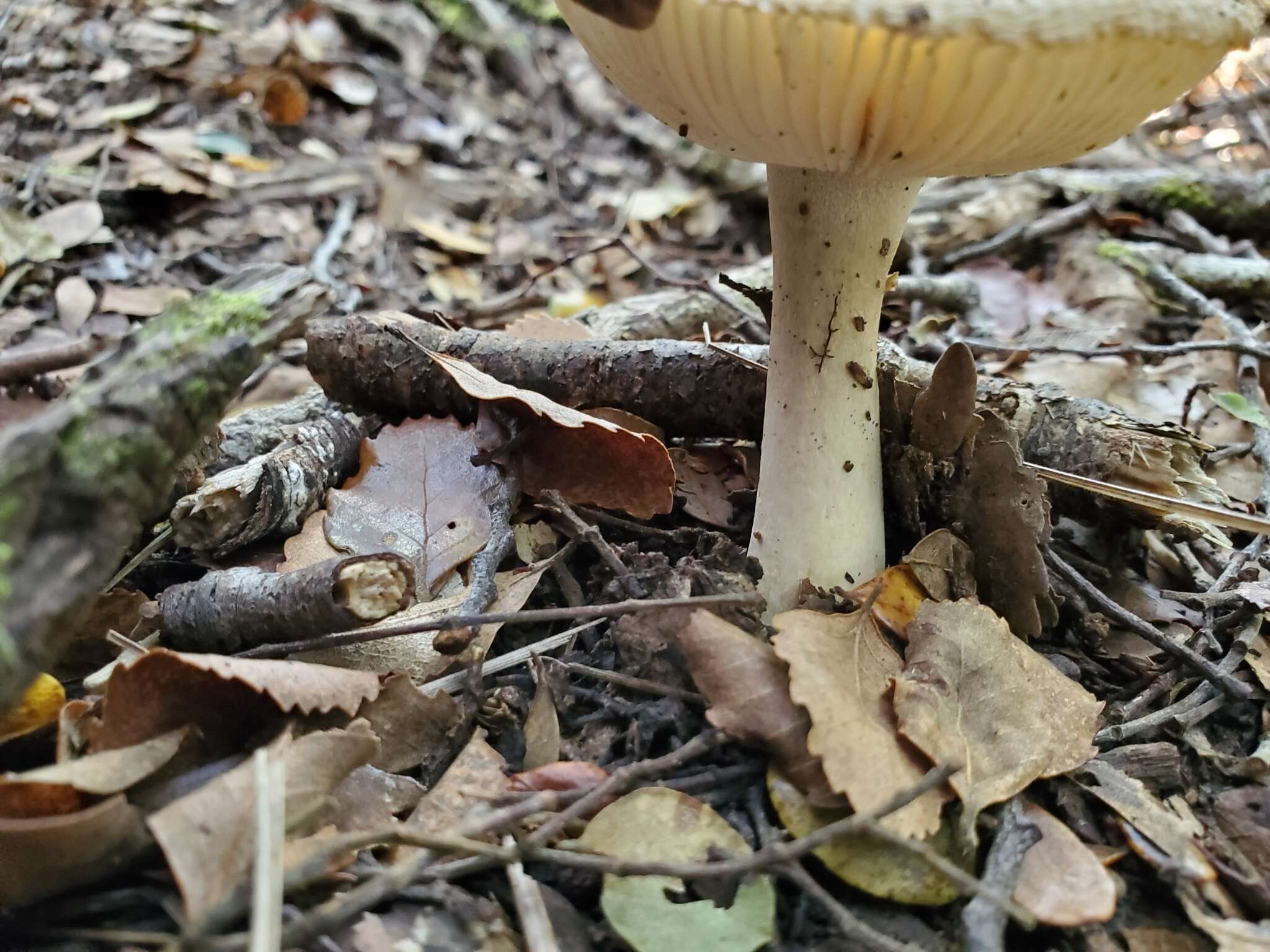 Image of Amanita taiepa G. S. Ridl. 1991