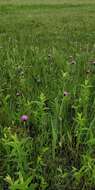 Image of meadow thistle