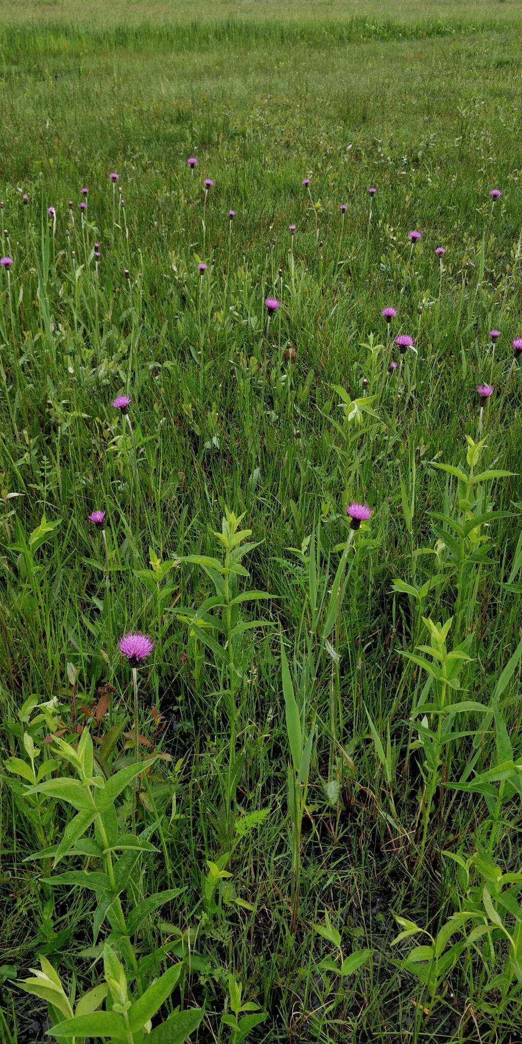 Image of meadow thistle