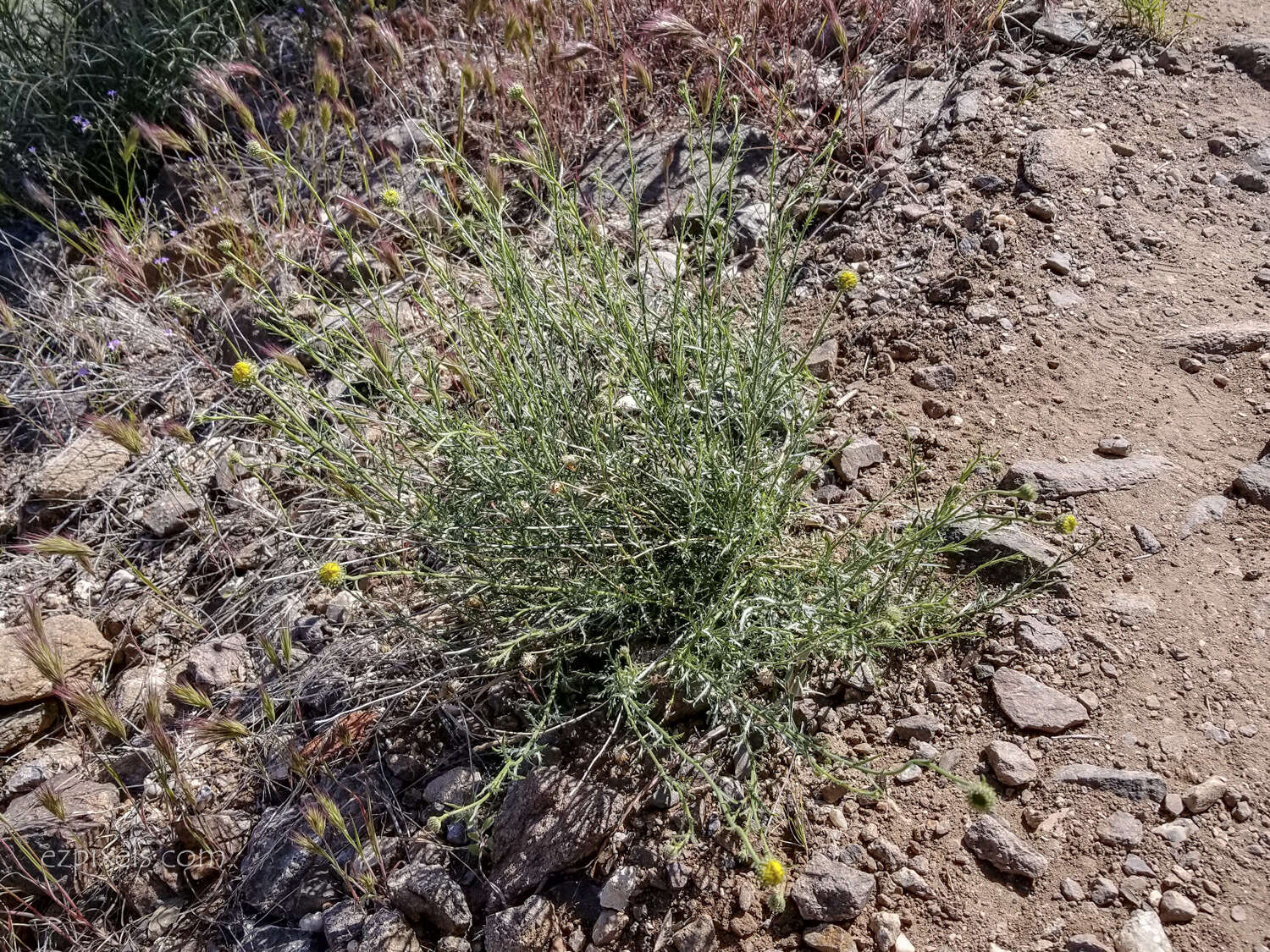 Imagem de Xanthisma spinulosum var. gooddingii (A. Nels.) D. R. Morgan & R. L. Hartman