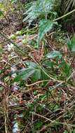 Image of Clematis parviloba Gardn. & Champ.