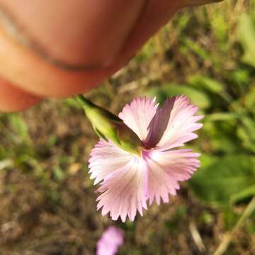 Image of Dianthus pratensis Bieb.