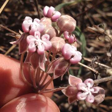 Image de Asclepias rosea Kunth