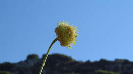 Image of Cephalaria ambrosioides (Sibth. & Sm.) Roem. & Schult.