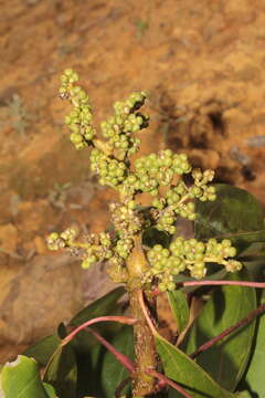 Image of Oreopanax hederaceus Cuatrec.