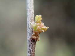 Image of Carmichaelia kirkii Hook.