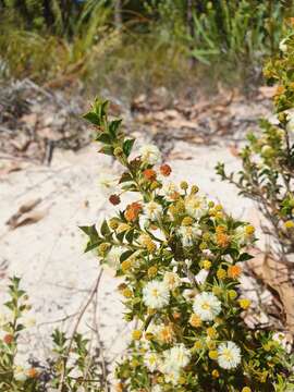 Image de Acacia huegelii Benth.