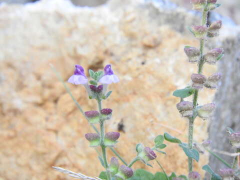 Sivun Scutellaria rupestris Boiss. & Heldr. kuva