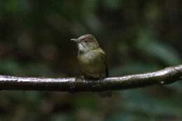 Image of Grey-eyed Bulbul