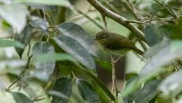 Image of Lemon-throated Leaf Warbler