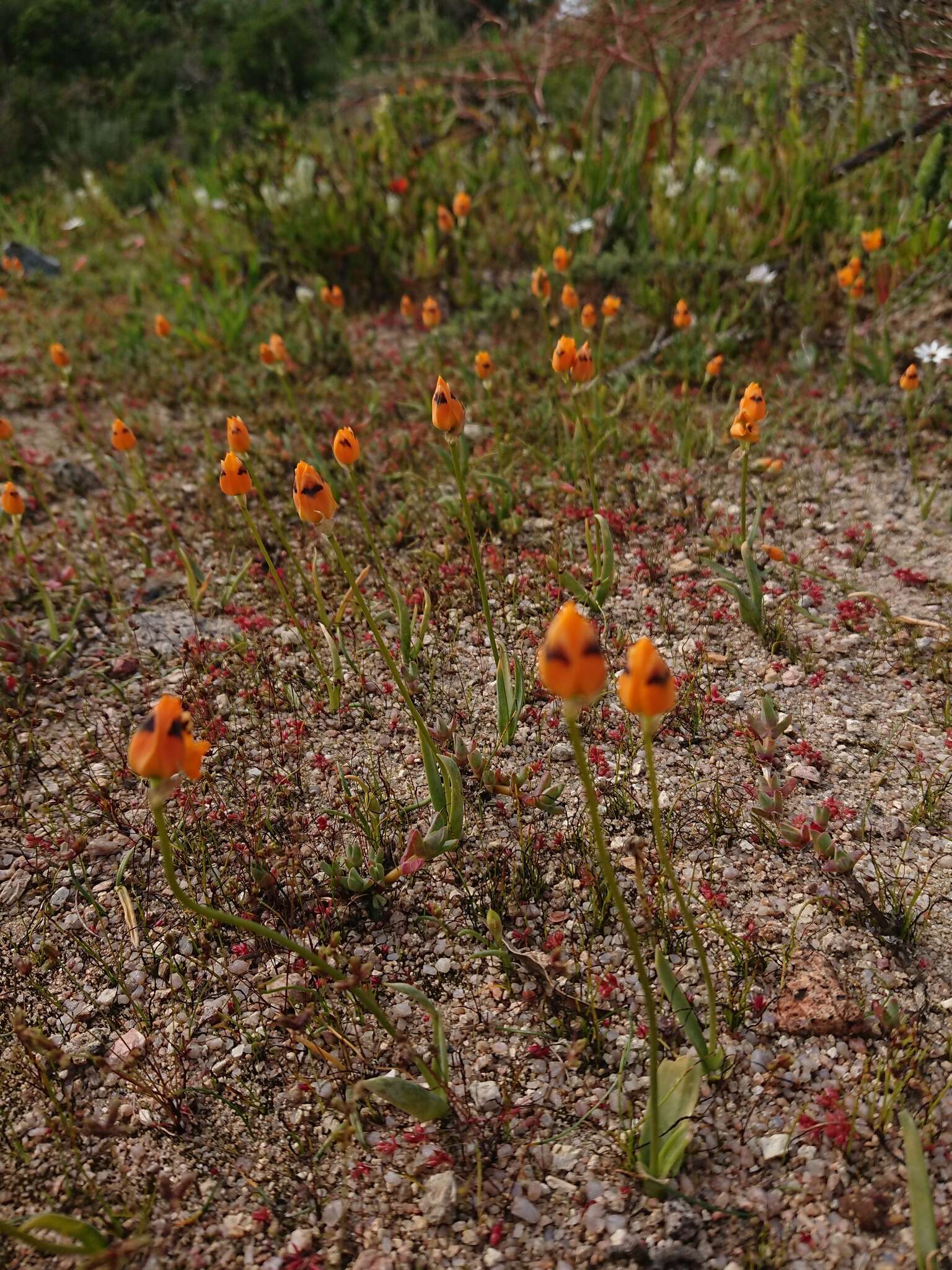 Image de Ornithogalum maculatum Jacq.