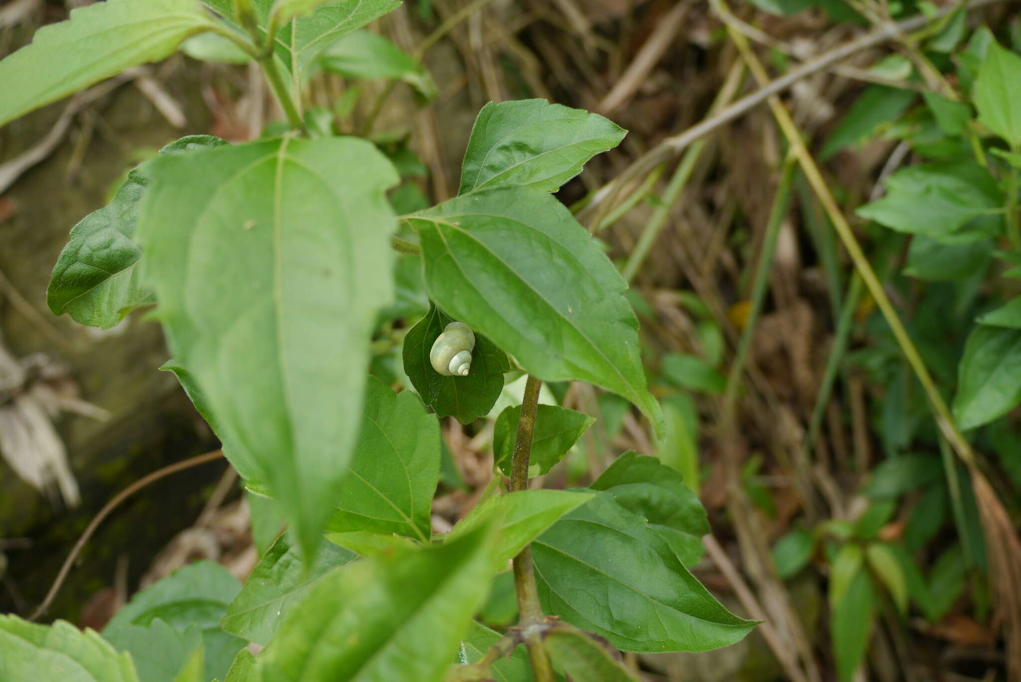 صورة Leptopoma perlucidum (Grateloup 1840)