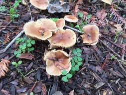 Image of Pholiota spumosa (Fr.) Singer 1951