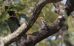 Image of Western Red-billed Hornbill