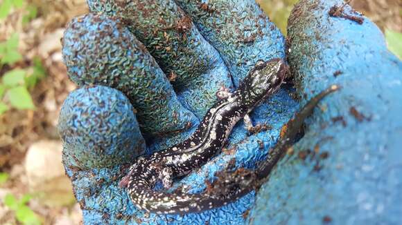 Image de Plethodon fourchensis Duncan & Highton 1979