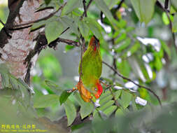 Image of Ceylon Hanging-Parrot