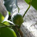 Image of Jatropha divaricata Sw.