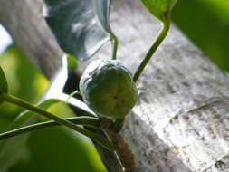 Image of Jatropha divaricata Sw.