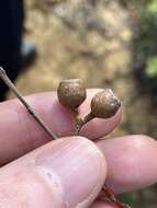 Image of Eucalyptus suberea M. I. H. Brooker & S. D. Hopper