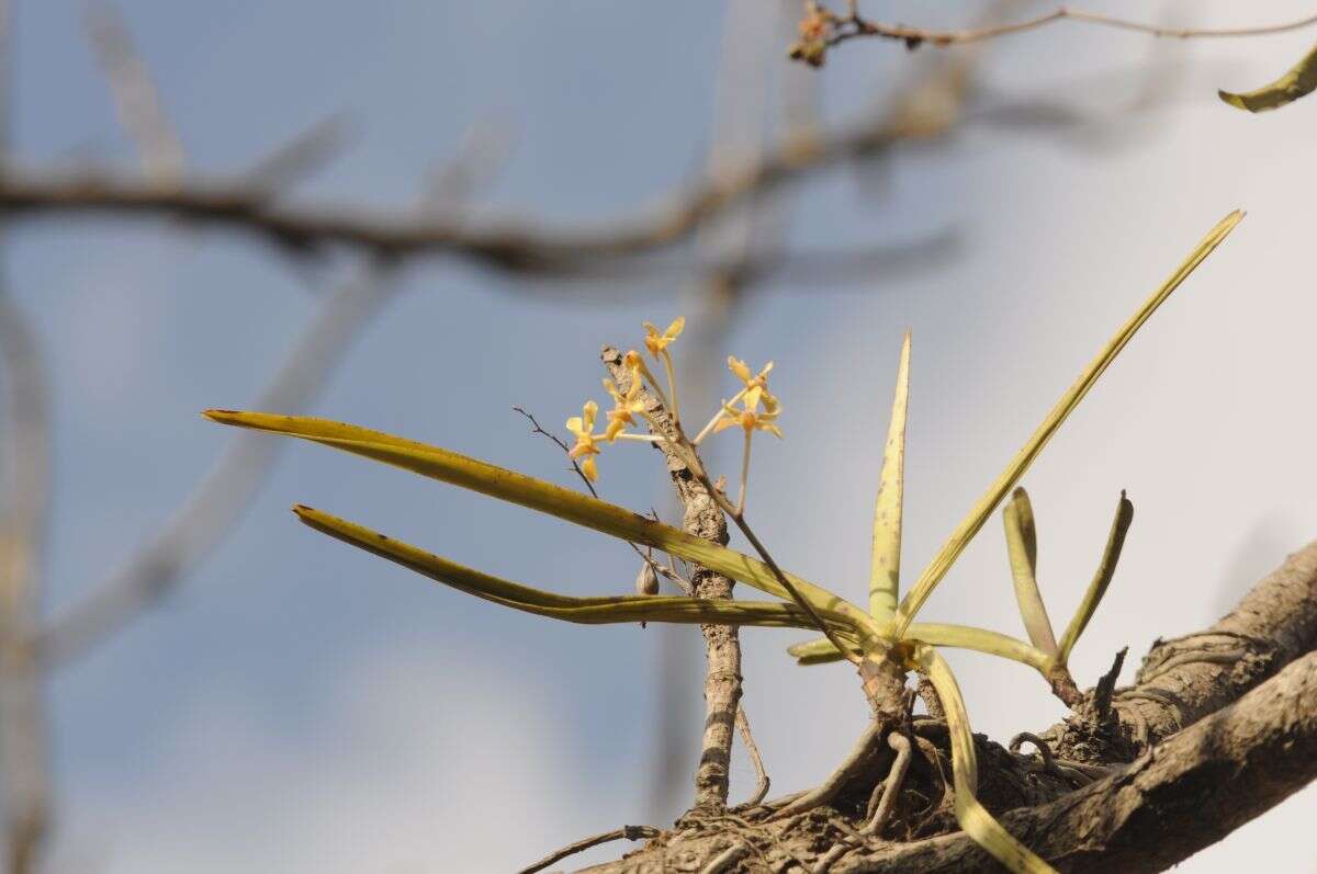 Image of Vanda testacea (Lindl.) Rchb. fil.