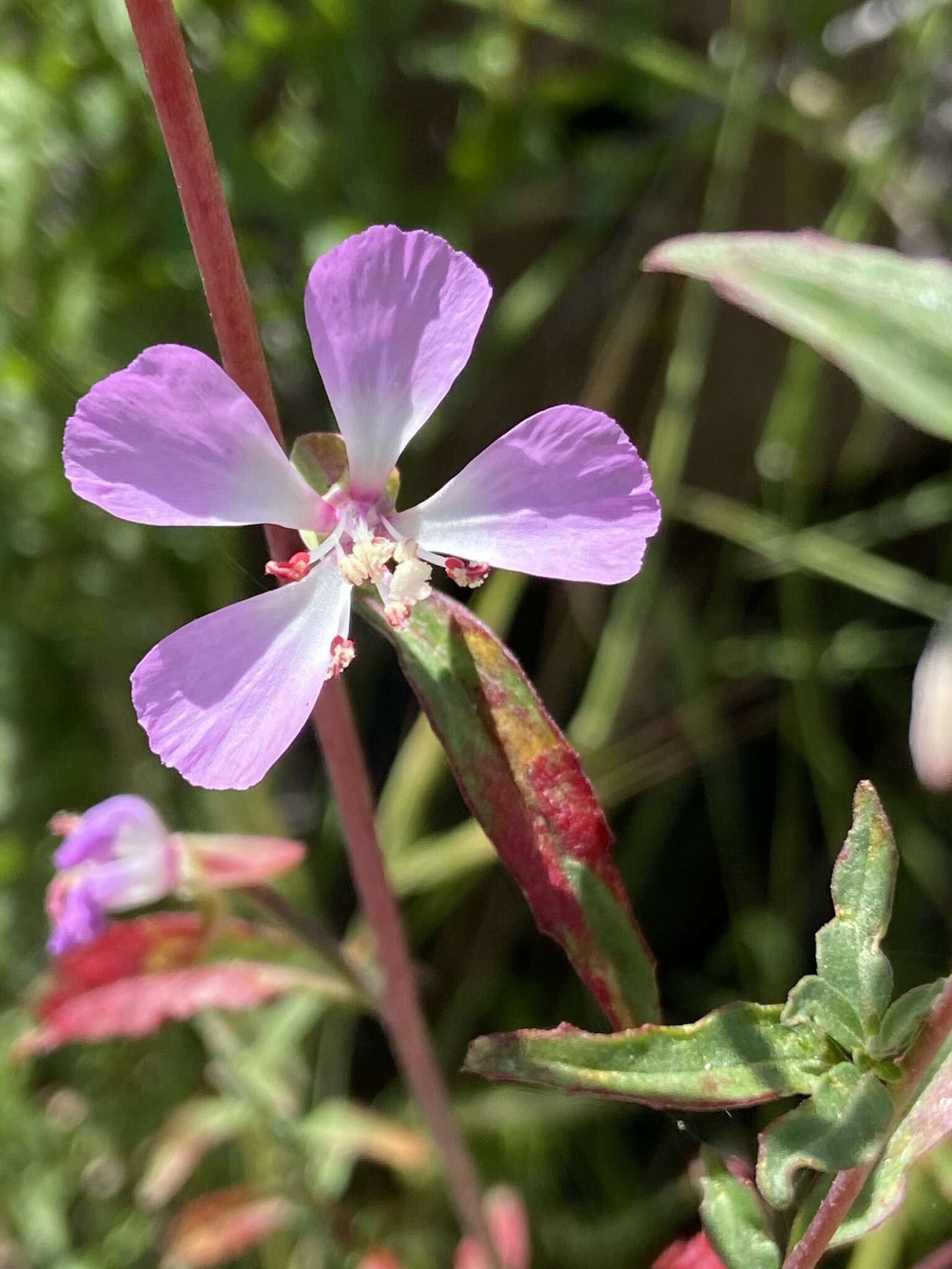 Image of Campo clarkia