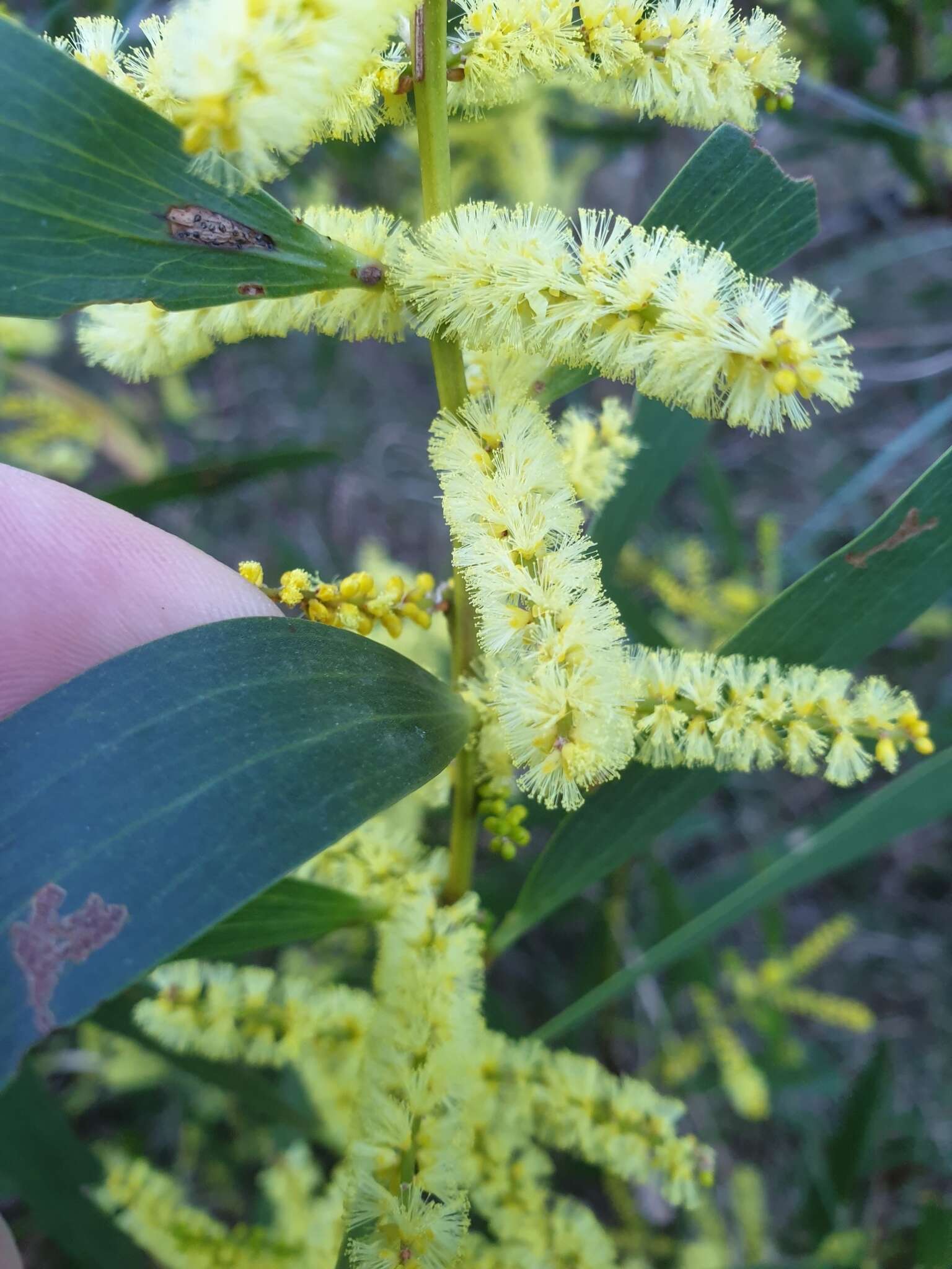 Imagem de Acacia longifolia subsp. sophorae (Labill.) Court