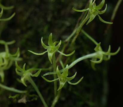 Image of Mystacidium tanganyikense Summerh.