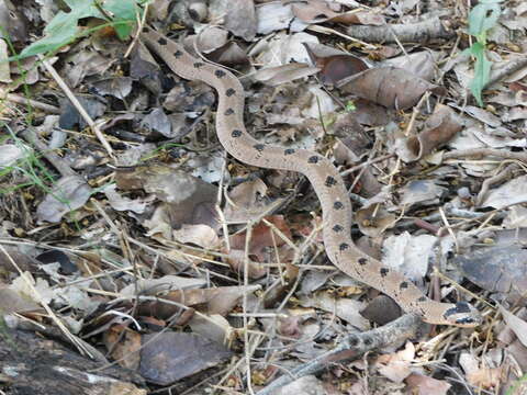 Image of Snouted Night Adder