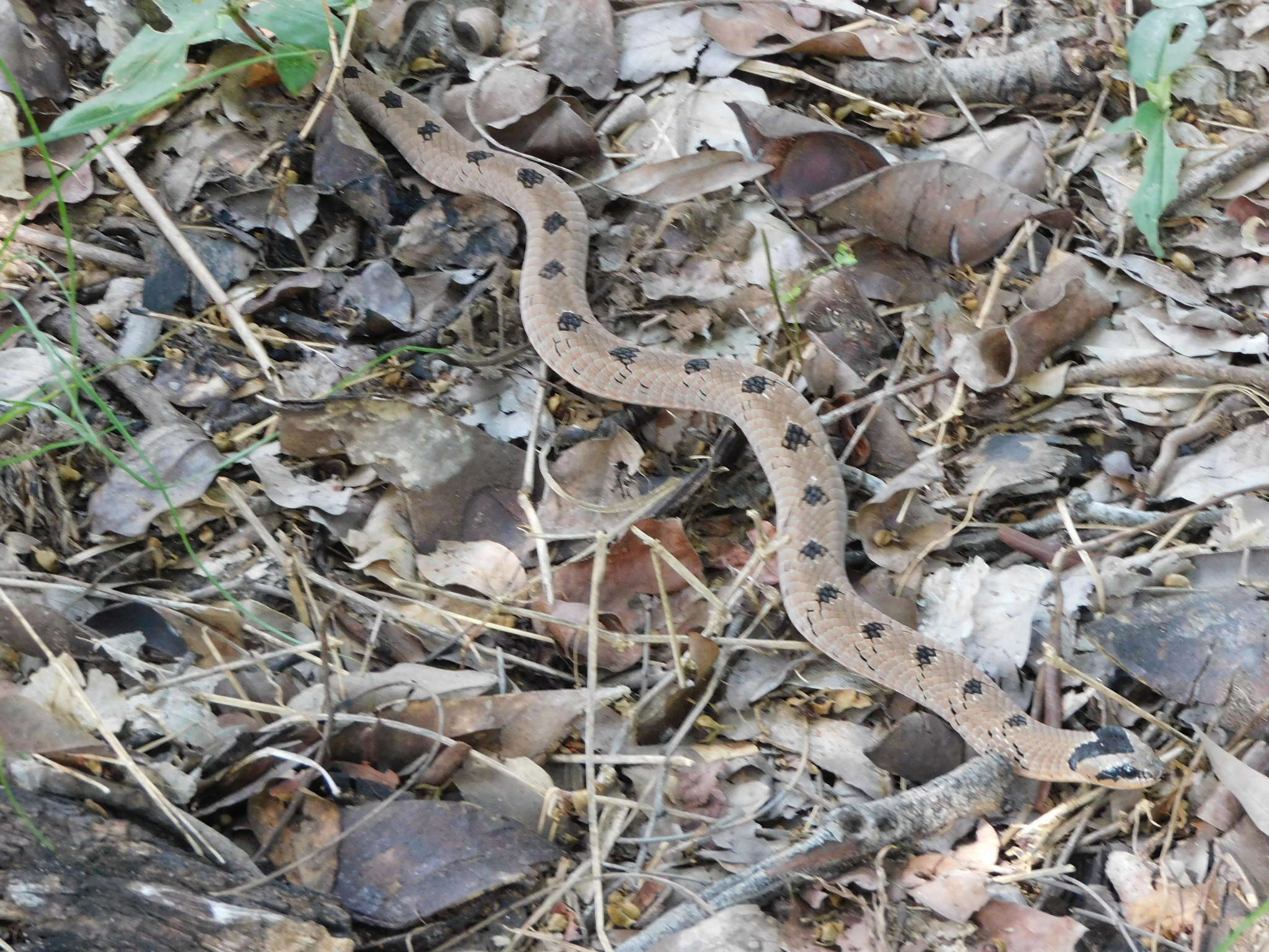 Causus defilippii (Jan 1863)的圖片