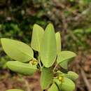 Image of Margaritaria anomala (Baill.) Fosberg