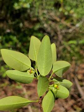 Imagem de Margaritaria anomala (Baill.) Fosberg