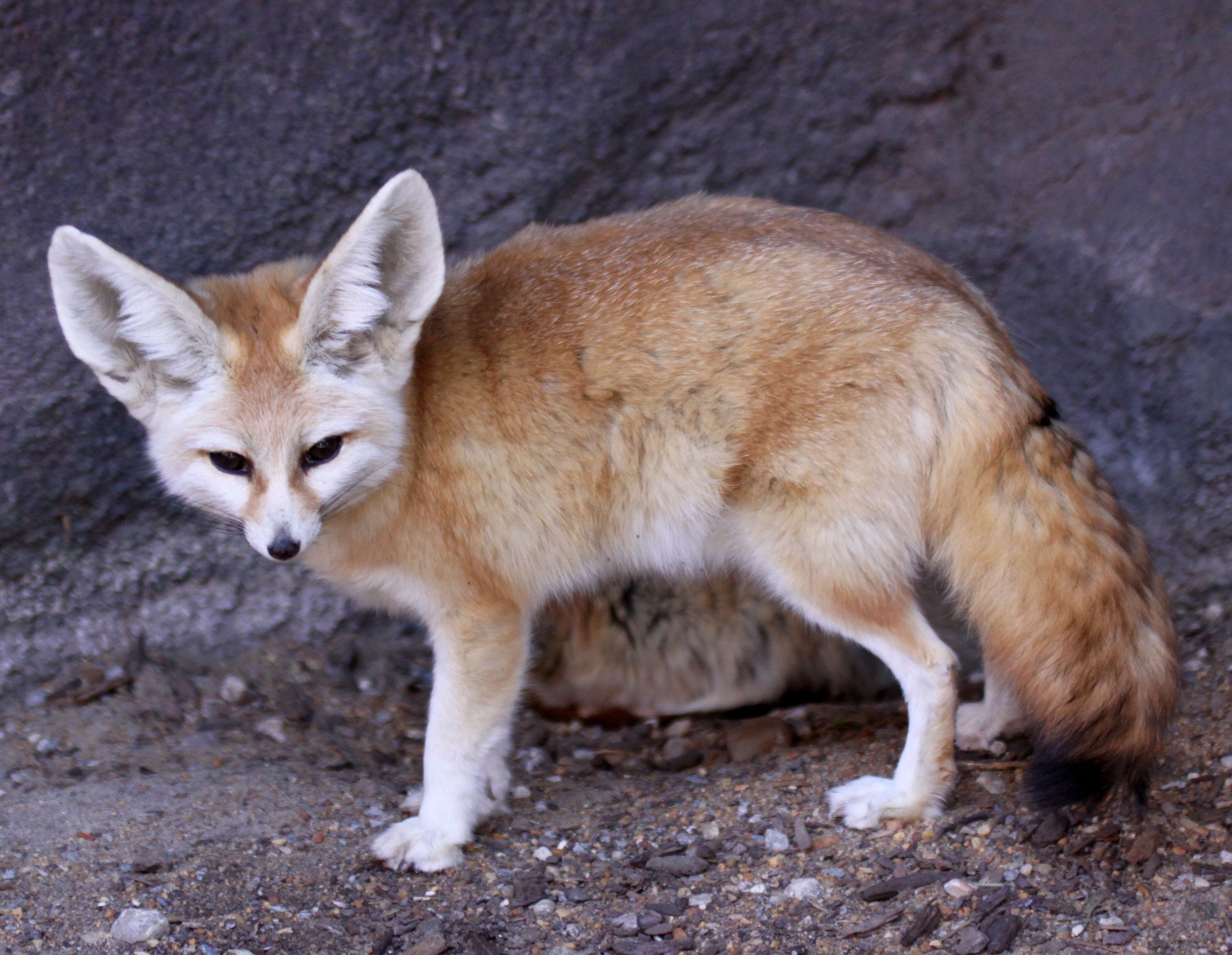 fennec fox legal