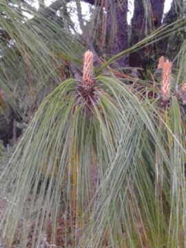 Image of Michoacán Pine