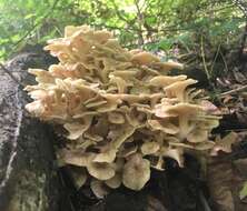 Image of Polyporus umbellatus (Pers.) Fr. 1821