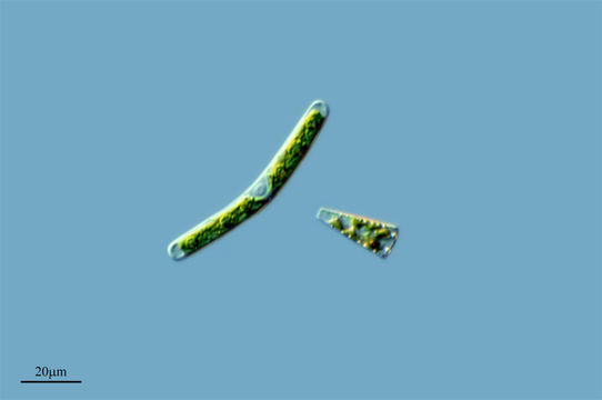 Image of <i>Roya obtusa</i>