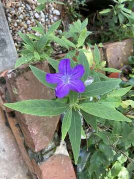 Image of Ruellia bourgaei Hemsl.