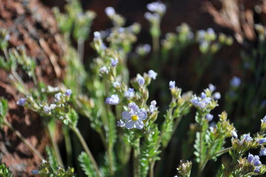 Image de Polemonium pulcherrimum subsp. pulcherrimum