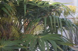 Image of Yellow-bellied Elaenia