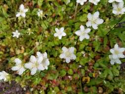 Image of fringed grass of Parnassus