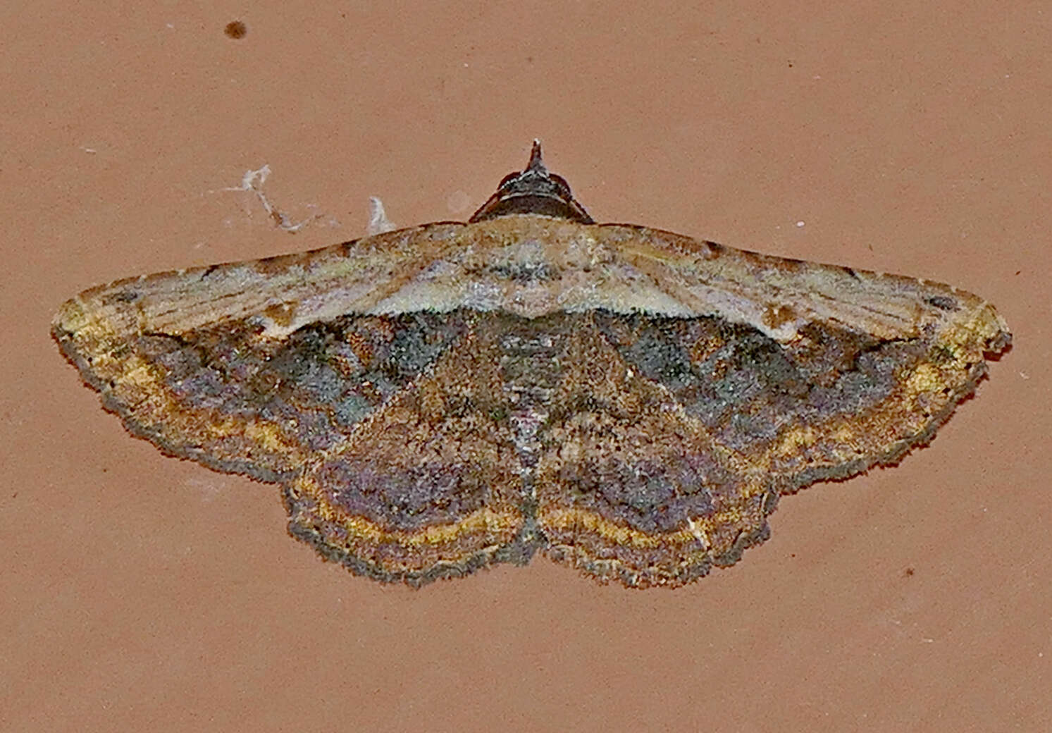 Image of Pale-edged Selenisa