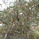 Image of Eucalyptus calcareana C. D. Boomsma