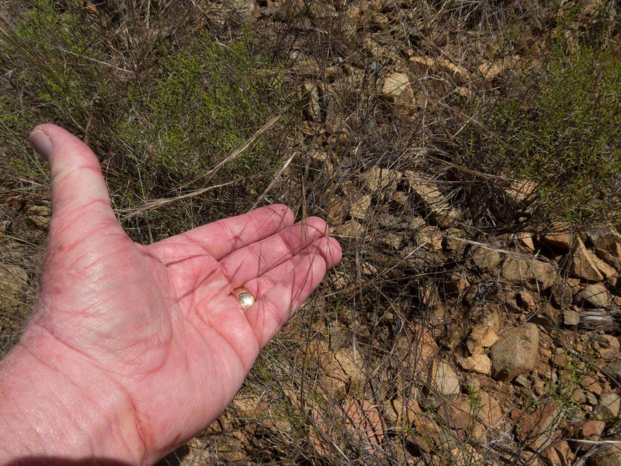 Image of spidergrass